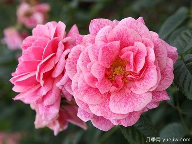 亚瑟王宫月季/柯莱特/卡米洛特(图2)