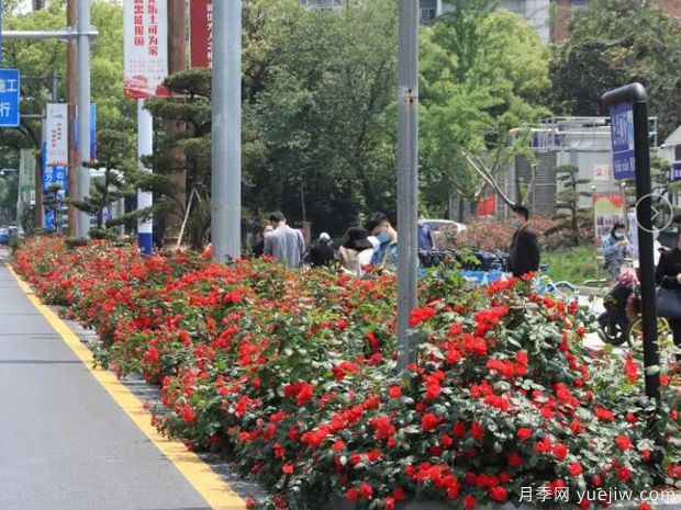 南昌月季市花文化和月季景观(图4)