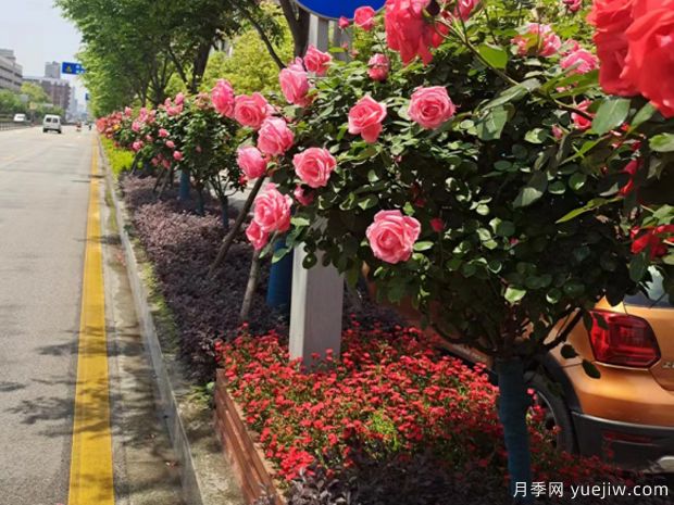 南昌月季市花文化和月季景观(图5)