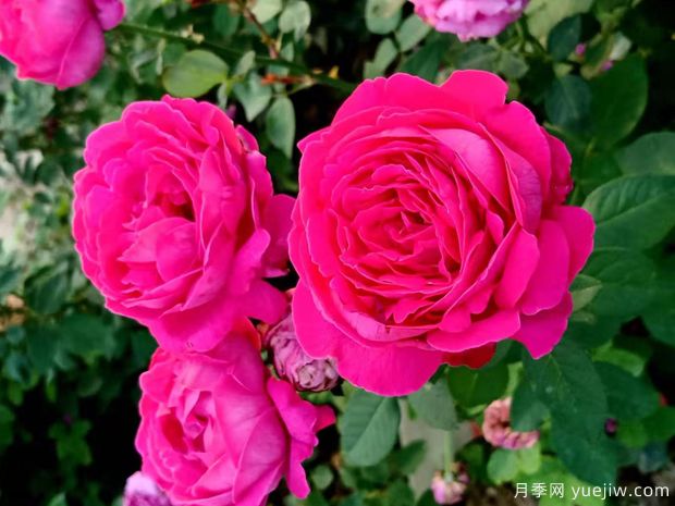 玫瑰姬月季(图2) 玫瑰姬月季(图2)