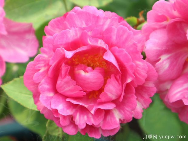 粉丝月季(图1) 粉丝月季(图1)