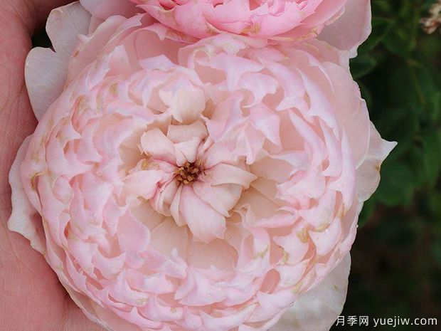 武士温柔乡月季(图1) 武士温柔乡月季(图1)