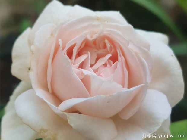 长信宫灯月季(图1)