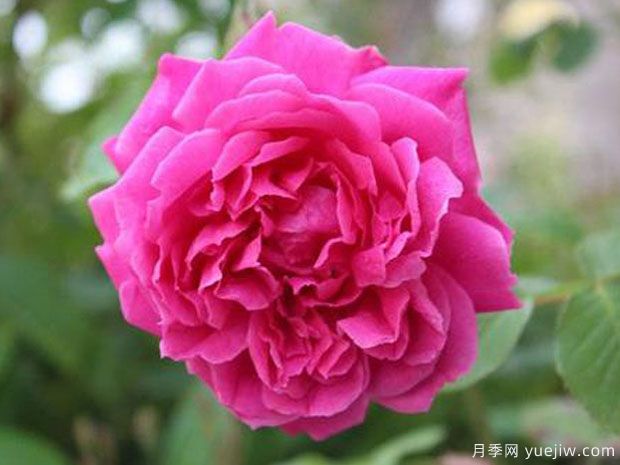 紫燕飞舞月季/四面镜月季(图1) 紫燕飞舞月季/四面镜月季(图1)