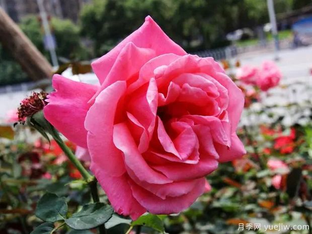 衡阳月季市花文化和月季景观(图1)