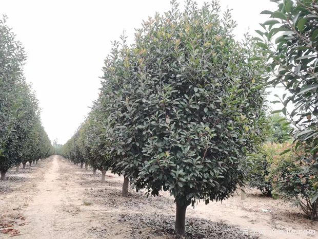 红叶石楠苗木栽培管理技巧(图1) 红叶石楠苗木栽培管理技巧(图1)