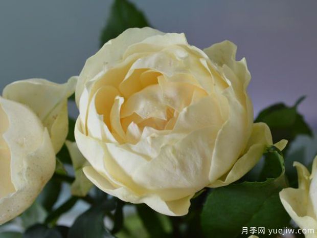 米黄运气月季(图1) 米黄运气月季(图1)