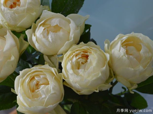 米黄运气月季(图2) 米黄运气月季(图2)