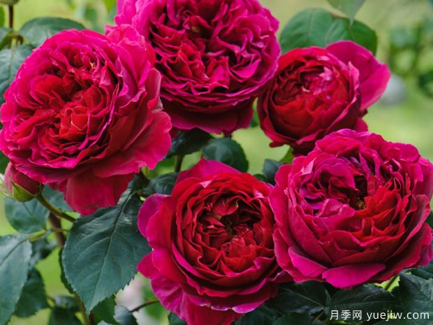 福斯塔夫月季的优缺点是什么？(图1)