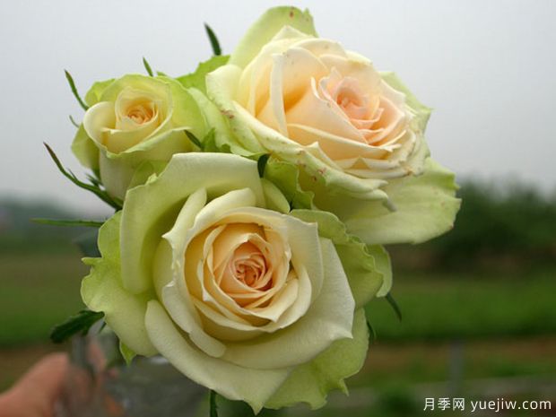 永远的科夫月季/科孚岛月季(图2)