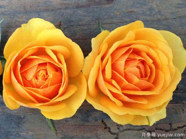 无限宝藏月季(图1) 无限宝藏月季(图1)