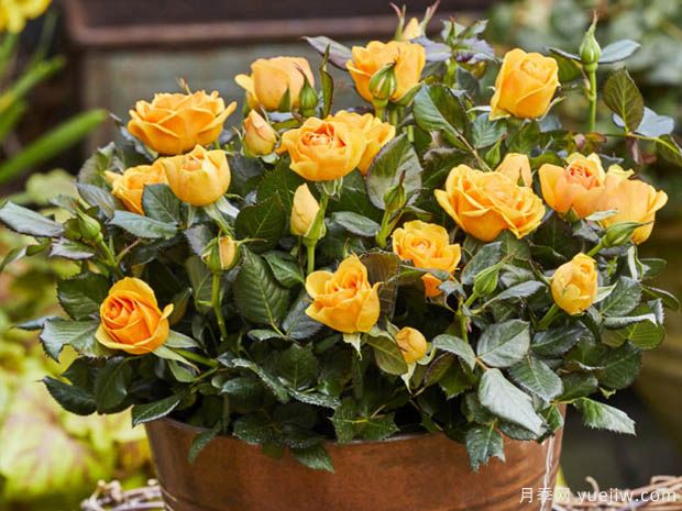 无限宝藏月季(图3) 无限宝藏月季(图3)