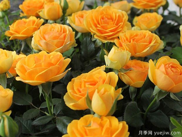 无限宝藏月季(图2) 无限宝藏月季(图2)