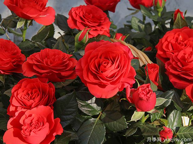 无限国王月季/无限之王(图2)