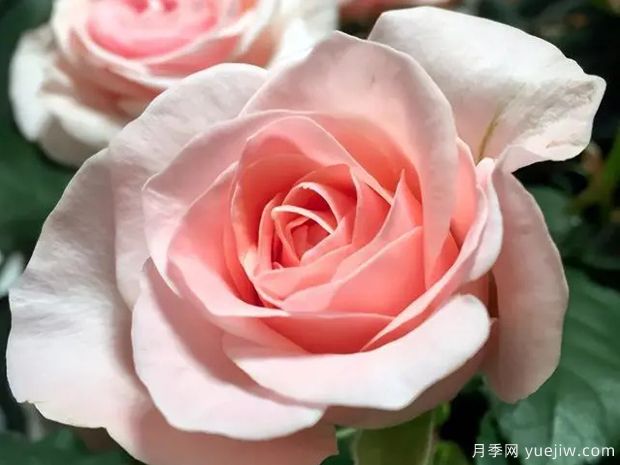 永远的爱情香水月季(图1) 永远的爱情香水月季(图1)