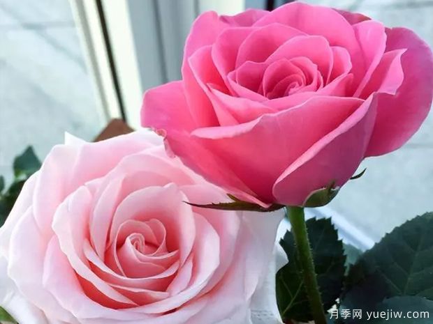 永远的爱情香水月季(图2) 永远的爱情香水月季(图2)