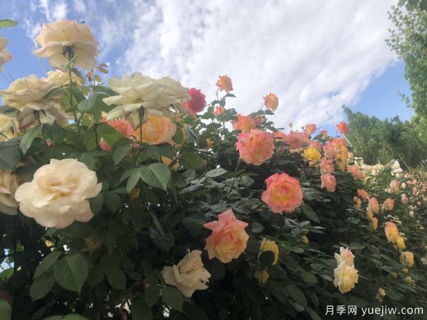 唐山月季市花文化和月季景观(图3)