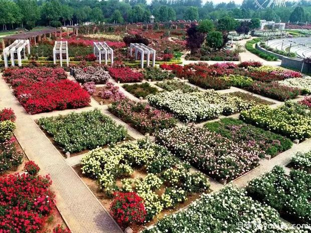 石家庄月季市花文化和月季景观(图2)