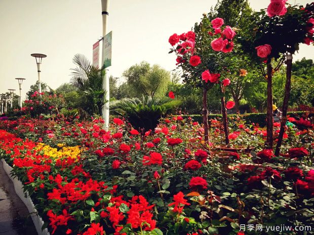 石家庄月季市花文化和月季景观(图3)