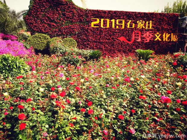 石家庄适合养月季花,市花和市树是什么(图1) 石家庄适合养月季花,市花和市树是什么(图1)