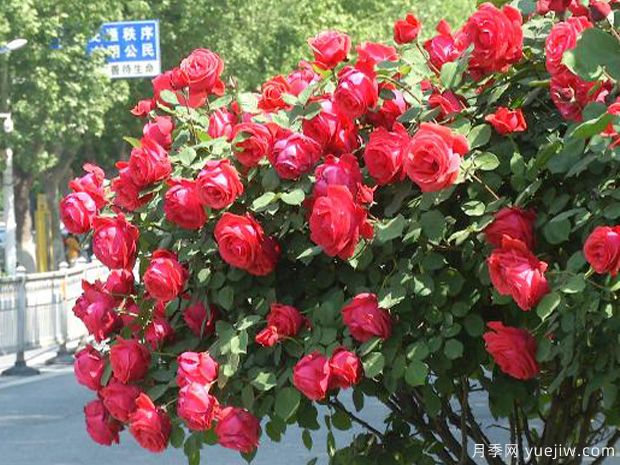 济宁月季市花文化和月季景观(图1)