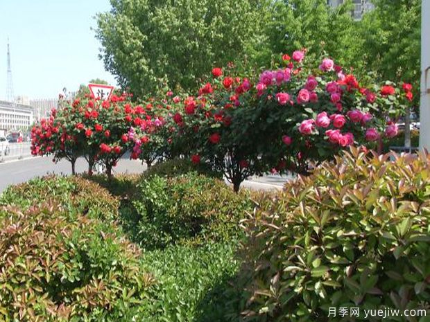 济宁月季市花文化和月季景观(图4)