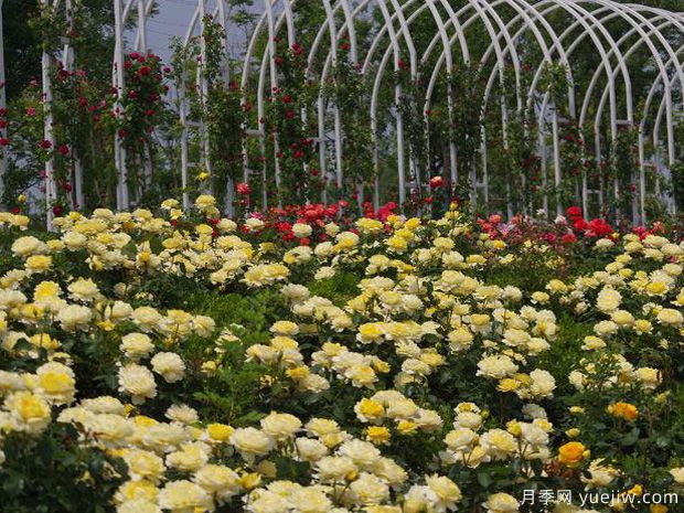 济宁月季市花文化和月季景观(图5)