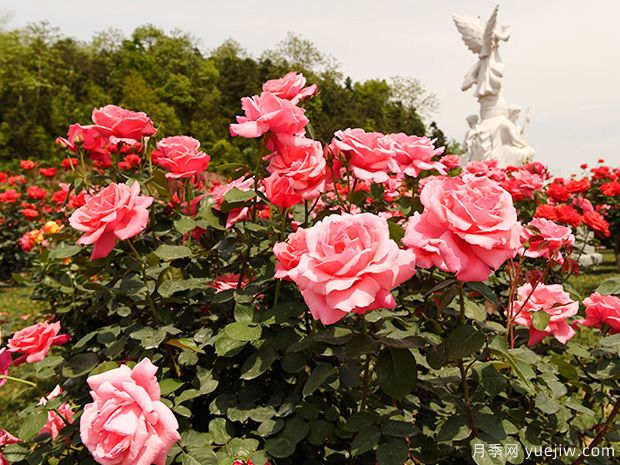 月季园：湘潭盘龙大观园玫瑰园(图1)