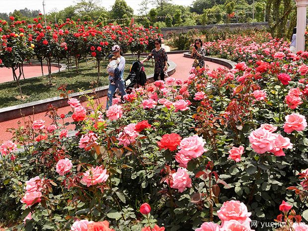 月季园：湘潭盘龙大观园玫瑰园(图2)