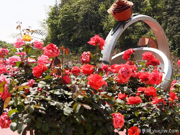 月季园：湘潭盘龙大观园玫瑰园(图3)
