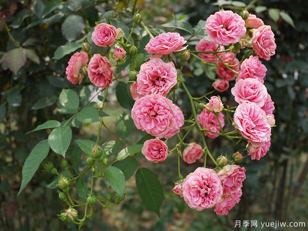 月季园：湘潭盘龙大观园玫瑰园(图4)