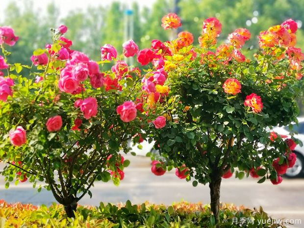 滨州月季市花文化和月季景观(图1)