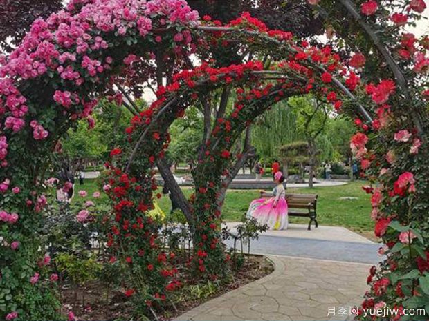 淄博月季市花文化和景观图集(图2) 淄博月季市花文化和月季景观(图2)