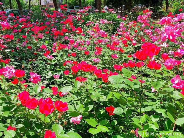 淄博月季市花文化和景观图集(图3) 淄博月季市花文化和月季景观(图3)