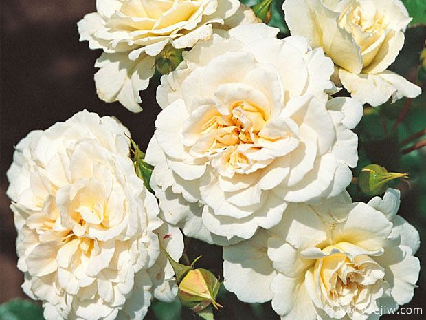 舞裙绒球月季/衬裙月季(图1) 舞裙绒球月季/衬裙月季(图1)