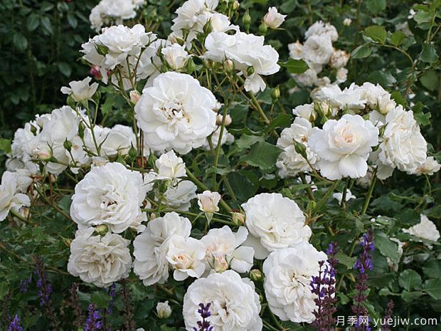 舞裙绒球月季/衬裙月季(图3) 舞裙绒球月季/衬裙月季(图4)