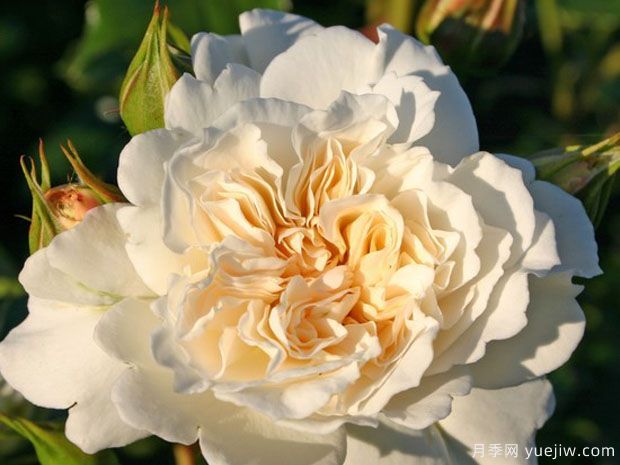 舞裙绒球月季/衬裙月季(图4) 舞裙绒球月季/衬裙月季(图3)