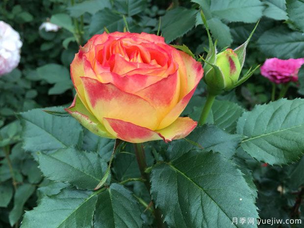 橙色绒球月季(图2) 橙色绒球月季(图2)