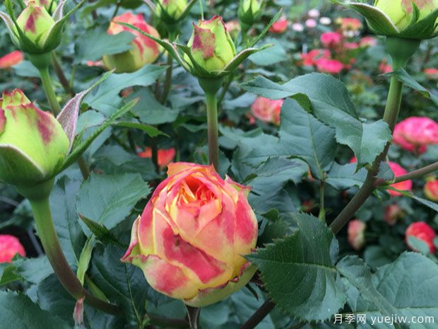 橙色绒球月季(图3) 橙色绒球月季(图3)