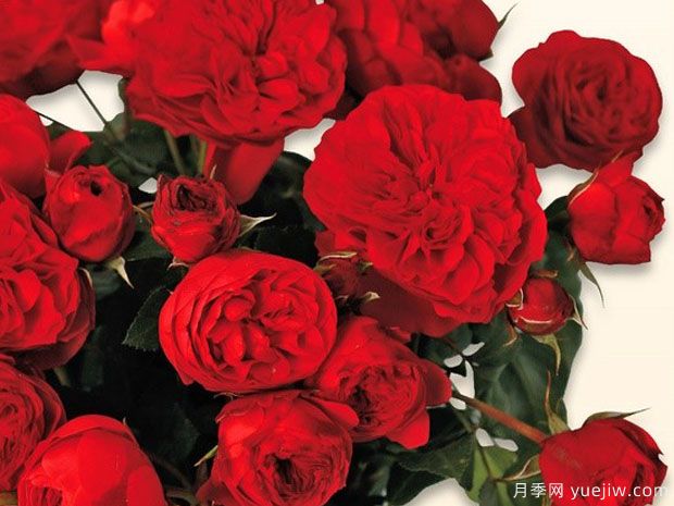 红色绒球月季(图1) 红色绒球月季(图1)