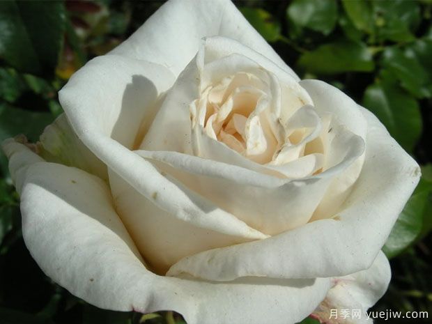 白雪山月季/雪峰月季Mount Shasta(图3)