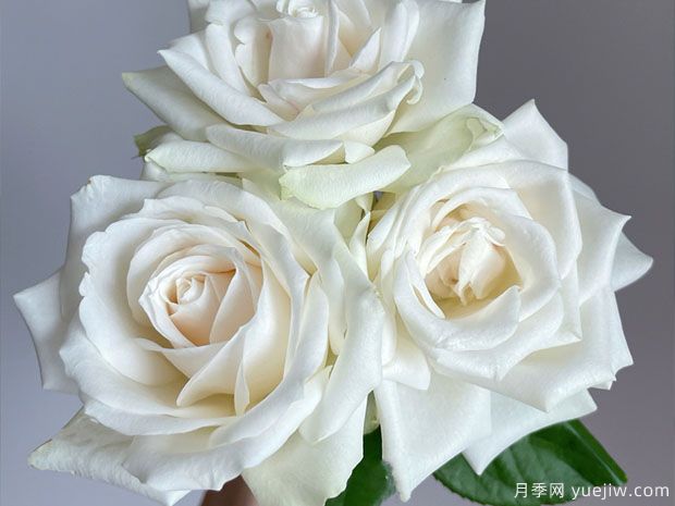 白雪山月季/雪峰月季Mount Shasta(图4)