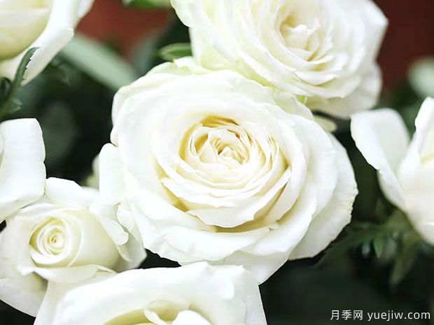 白雪山月季/雪峰月季Mount Shasta(图2)