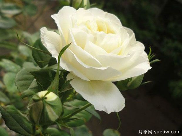 梦之蕾月季/梦芽月季(图3)