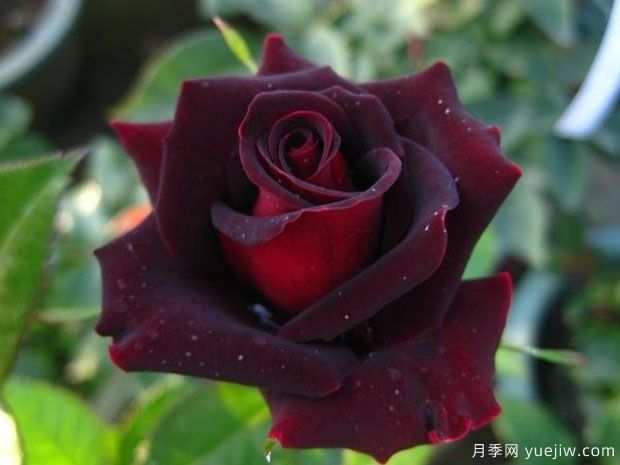 4个黑色月季品种,带有神秘色彩的黑色月季花(图2) 4个黑色月季品种,带有神秘色彩的黑色月季花(图2)