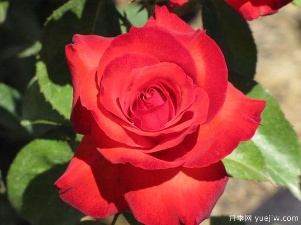 卡马拉月季(图2)