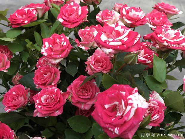 鸳鸯泡泡月季(图1) 鸳鸯泡泡月季(图1)