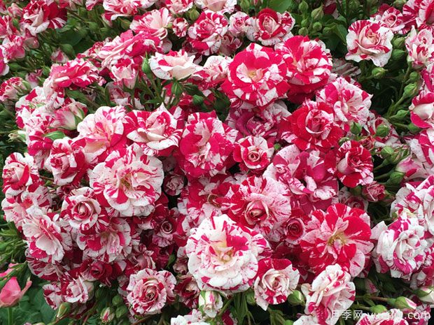 鸳鸯泡泡月季(图3) 鸳鸯泡泡月季(图3)