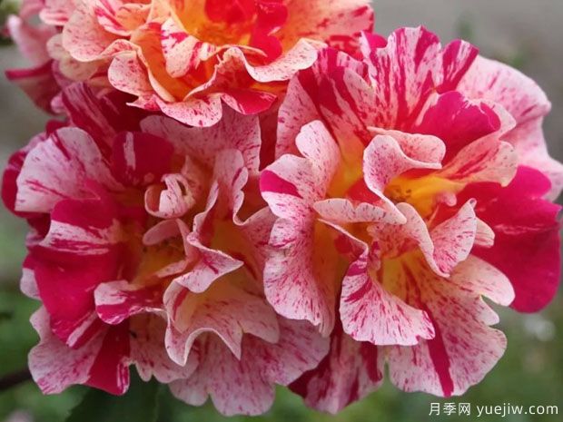 埃德加德加月季(图2) 埃德加德加月季(图2)