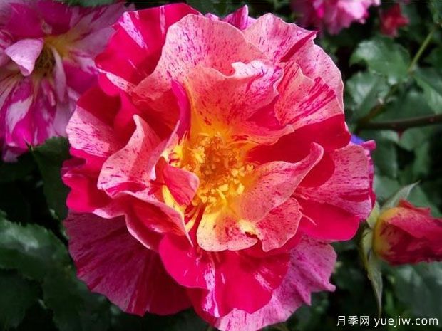 埃德加德加月季(图3) 埃德加德加月季(图3)